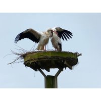 11 Tage auf Föhr inkl. Frühstück BSW-Ferienwohnungen Wyk auf Föhr, Schleswig-Holstein Aktuelle Nordseereisen online kaufen