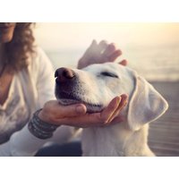 Tierisch Büsum - Nordseeurlaub mit Hund | 5 Tage Bretterbude Büsum, Schleswig-Holstein inkl. Frühstück Aktuelle Nordseereisen online kaufen